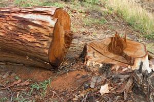 Eucalyptus is deforestation. photo