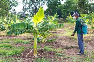 Farmers spraying of banana plantations photo