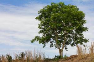 Lonely tree against the sky photo