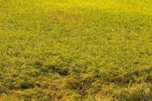 fondo de granos de arroz amarillo foto