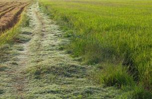 Grass Road in rice fields photo
