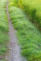 Single track road path grass photo