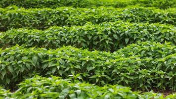 Green pepper seedling plantation. photo