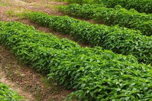 Green pepper seedling plantation. photo