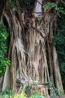 cubierta de árbol bodhi de raíces de banyan foto