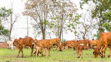 hierba de vaca marrón foto