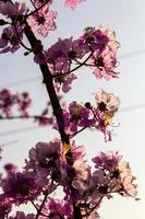 Lagerstroemia blurred line