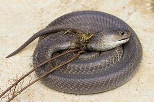 Cobra coiled concrete dead photo