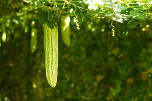 Bitter gourd in the garden photo