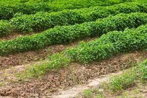 Green pepper seedling plantation. photo