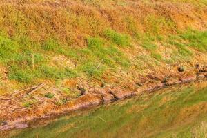 Grass canal water reflection photo