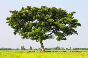 Mimosa rain tree. photo