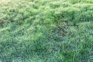 Uneven, rough grass