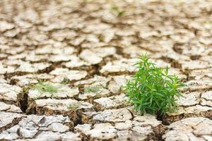 Weeds grow isolated Cracked photo