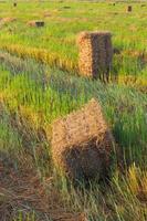 Rice straw bale shape. photo