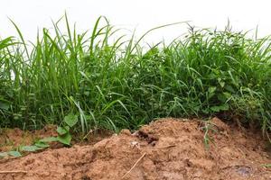 Weeds with dry soil photo