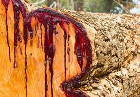 La sección transversal de látex de la madera está teñida de rojo. foto