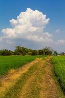 Blue Cloud rice fields