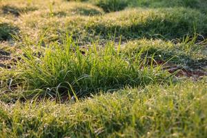 Blurred dew grass