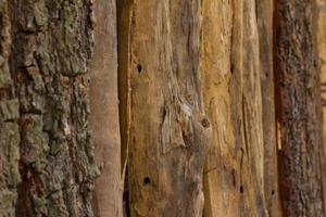 valla de madera con nudo foto