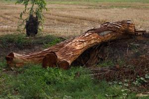 Eucalyptus is deforestation. photo