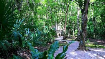 Tropical jungle plants trees wooden walking trails Sian Kaan Mexico.