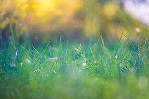 Green grass sunny abstract blurred background. beautiful juicy young grass in sunlight rays. green leaf macro. Bright fresh Summer or spring nature background. Panoramic banner photo