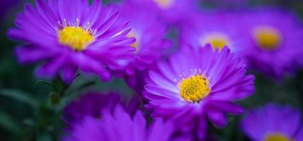 hermosas flores de color púrpura en el jardín de primavera sobre fondo de pradera borrosa. flores de crisantemo púrpura floreciendo, follaje fresco. diseño de arte de flores de otoño. fondo de naturaleza de ensueño foto