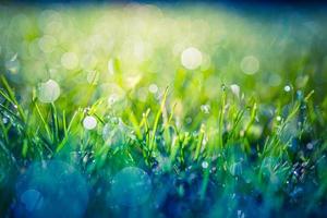 Green grass sunny abstract blurred background. beautiful juicy young grass in sunlight rays. green leaf macro. Bright fresh Summer or spring nature background. Panoramic banner photo