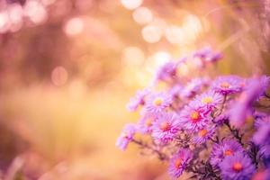 hermosas flores de color púrpura en el jardín de primavera sobre fondo de pradera borrosa. flores de crisantemo púrpura floreciendo, follaje fresco. diseño de arte de flores de otoño. fondo de naturaleza de ensueño foto