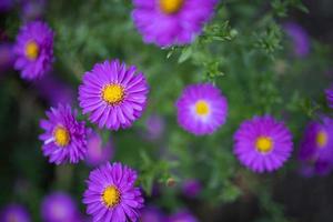 hermosas flores de color púrpura en el jardín de primavera sobre fondo de pradera borrosa. flores de crisantemo púrpura floreciendo, follaje fresco. diseño de arte de flores de otoño. fondo de naturaleza de ensueño foto