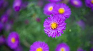 Beautiful purple flowers in spring garden on blurred meadow background. Chrysanthemum purple flowers blooming, fresh foliage. Autumn flowers art design. Dream nature background photo