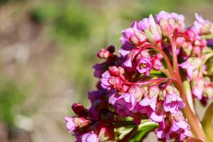 First spring flowers close-up. Purple fresh buds in the garden. photo