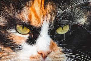 Fluffy domestic cat looks into distance. Cute animal face close up. photo