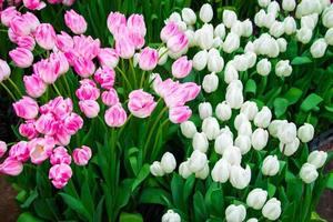 Field of bright fresh tulips. Spring Festival of Flowers. photo