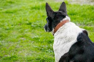 Domestic dog looks into the distance. The pet is resting in nature and lies on the spring grass.