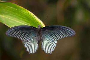 blue butterfly background photo