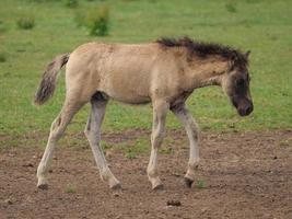 wild horses on a meadow in germany photo