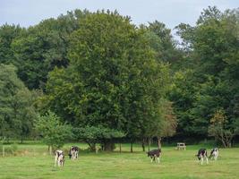 Cows in westphalia