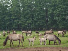 caballos salvajes en un prado en alemania foto