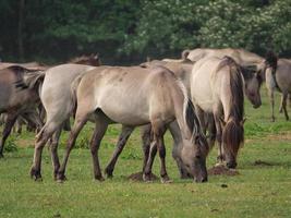 Many wild horses in germany photo