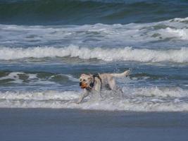 The beach of Juist island in germany photo