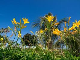 tenerife island in spain photo