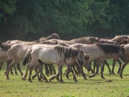 wild horses on a meadow in germany