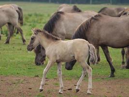 wild horses on a meadow in germany photo