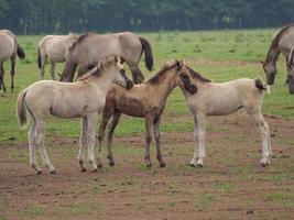 wild horses on a meadow in germany photo