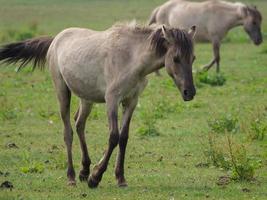 Many wild horses in germany photo