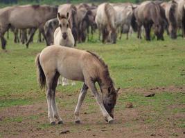 wild horse in germany photo