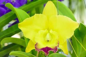 Cattleya is a genus of 113 species of orchids from Costa Rica and the Antilles south to Argentina. photo