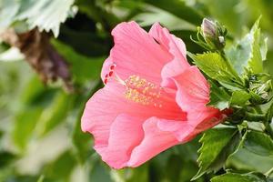 hibiscus es un género de plantas con flores en la familia de las malvas, malvaceae.